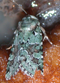 Rust-spotted Green Arches Rust-spotted Green Arches